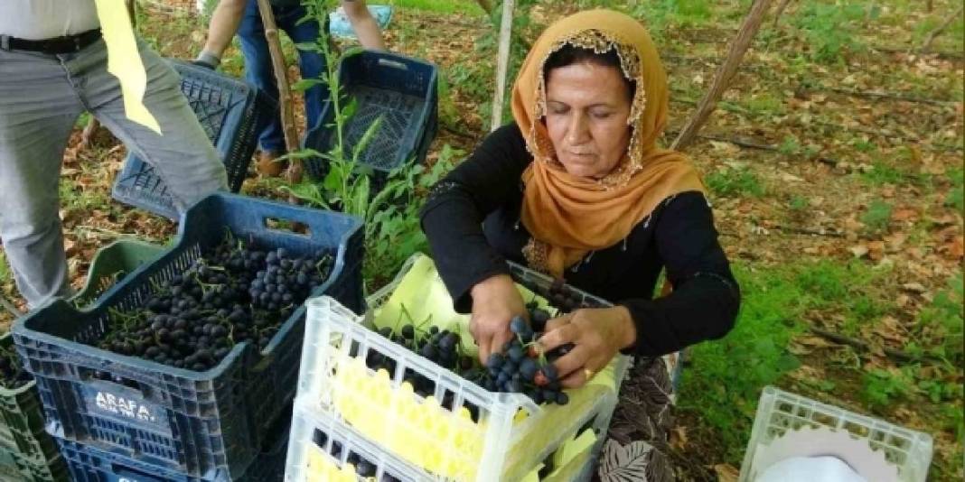 İşçiliği az, getirisi iyi! ‘Siyah inci’ hasadı başladı, kilosu 250 TL 4